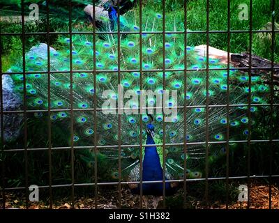 Pfau im Zoo von Calgary Stockfoto
