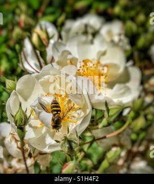 Einsame Biene sammeln Pollen von einer rose Blume in der Sonne Stockfoto