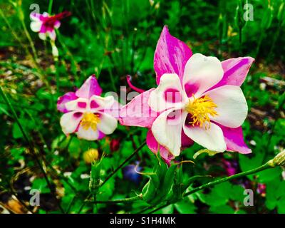 Doppelte fünf Petrol Blume ungewöhnliche Stockfoto