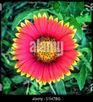 Sommer bricht hervor: Firewheel Blume in voller Blüte, Gaillardia Pulchella Stockfoto