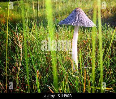 Pilz hautnah gesehen durch Grashalme. Stockfoto