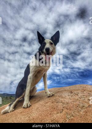 Hund auf einem Felsblock. Ein glatt beschichteten Border Collie sitzt auf einem großen Felsen an einem bewölkten Tag. Stockfoto