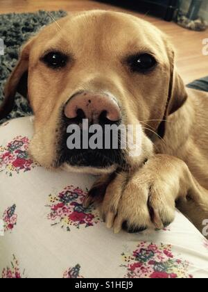 Porträt von golden Labrador Hund überqueren Stockfoto