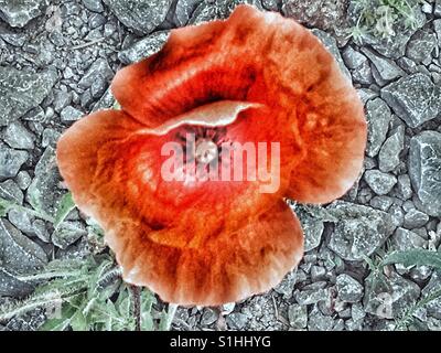 Papaver Rhoeas, auch bekannt als gemeinsame Mohn, roter Mohn oder Flandern Mohn, wächst aus einer Schotterstraße Stockfoto