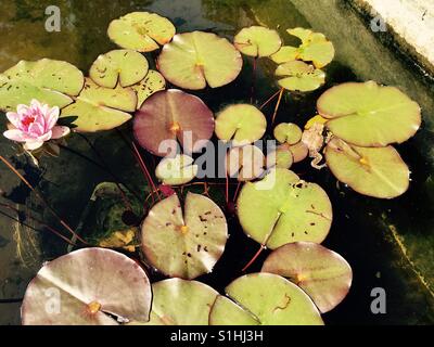 Wasser-Lilly und einen Frosch in einem Teich in London Stockfoto