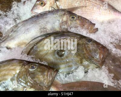 Frische Gilthead Seabream auf Eis in einem Fischhändler-Display. Stockfoto