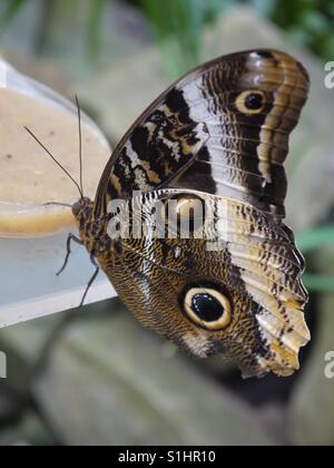 Gelb umrandeten Riesen-Eule Caligo atreus Stockfoto