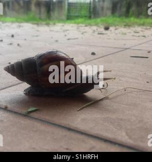 Schnecke gehen langsam am Abend Stockfoto