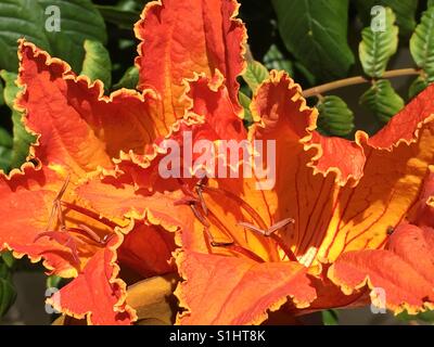 Afrikanischer Tulpenbaum Stockfoto