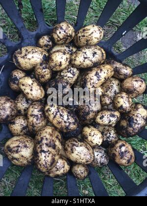 Charlotte-Kartoffeln frisch gegraben. In einem Korb. Stockfoto