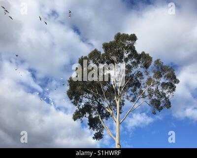 Eine Herde von Little Corellas (Cacatua sanguineaund) ließ sich in einer großen Zitrone duftenden Gum (Corymbia Citriodora) in Perth, Western Australia Stockfoto