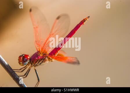 Libelle Stockfoto