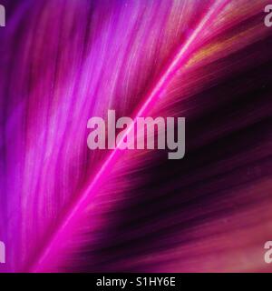 CANNA Lily Leaf Nahaufnahme Stockfoto