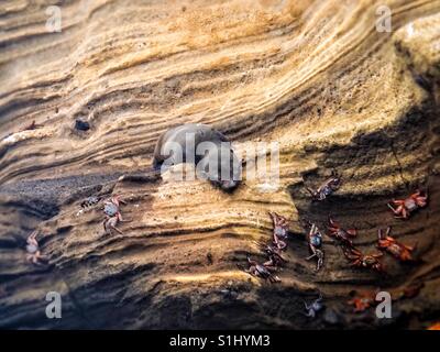 Seelöwen und Sally Lightfoot Krabben auf einem Lava Flow-Stock Bild - Galapagos Islands Nationalpark, ein UNESCO-Weltkulturerbe, das einzigartige Ökosystem des Archipels Erhaltung gewidmet Stockfoto