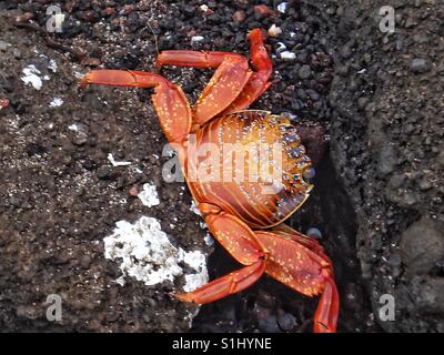 Sally leichten Fußes Krabbe, Bild, Galápagos-Inseln, Süd Anerica Stockfoto