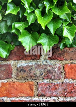 Üppige, grüne Efeu Blätter kriecht über eine rustikale Mauer mit textfreiraum unten. Stockfoto