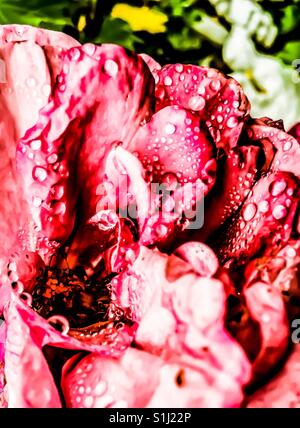 Wassertropfen auf rosa Rosenblüten Stockfoto