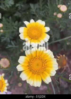 Chrysanthemum Coronarium var. Spatiosum, Krone Gänseblümchen blühen Außenseiten Stockfoto