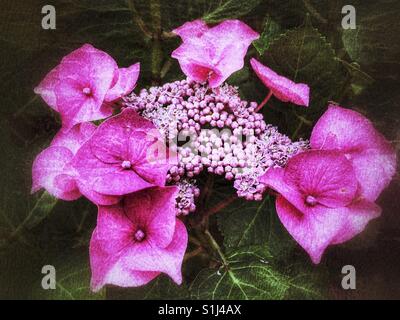 Rosa Hortensie flowerhead Stockfoto