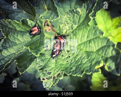 Japanische Käfer Schlemmen auf Johannisbeer-Blätter Stockfoto