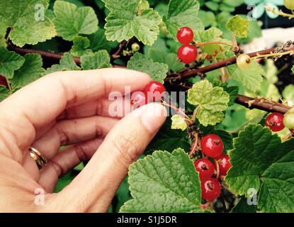 Rote Johannisbeeren pflücken Stockfoto