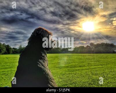 Schwarze Labradoodle Hund sitzt in einem Park, der Sonnenuntergang Stockfoto