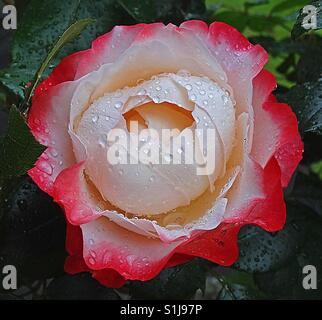Regentropfen auf Rosen. Stockfoto
