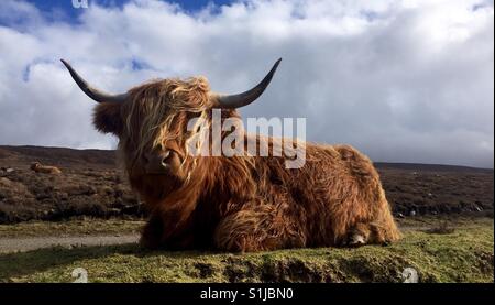 Scottish Highland Kuh in Schottland Stockfoto