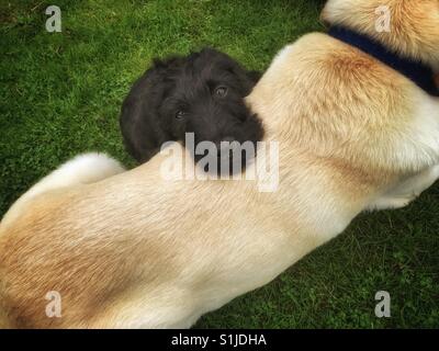 Schwarze Labradoodle Welpen stützt den Kopf auf dem Rücken eines befreundeten Golden Labrador Stockfoto