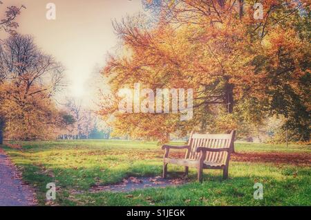 Holzbank mit einem Ahornbaum im Herbst, Hyde Park Stockfoto