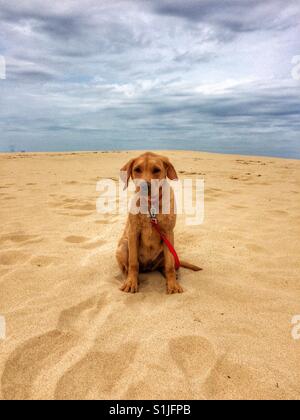 Eine gelbe Labrador Retriever Welpe saß allein an einem riesigen einsamen Strand und sehr traurig Stockfoto