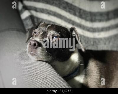 Verschlafener alter Hund mit Kinn auf dem Stuhl Stockfoto