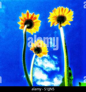 Gelbe Gerbera Blumen. Stockfoto