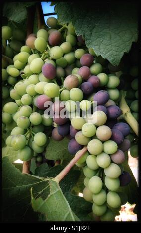 Syrah Trauben am Weinstock, Katalonien, Spanien Reifung. Stockfoto