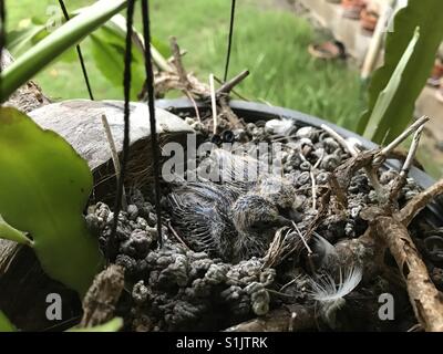 Gefleckte Taube Küken nistete auf einem Blumentopf Stockfoto