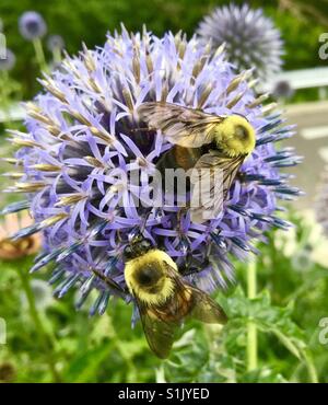 Zwei fleißige Bienen bestäuben die Blüten. Stockfoto