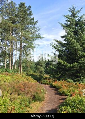 Ruhiger Morgen auf Cofton Hill unter die Heidelbeeren. Lickey Hills Country Park in der Nähe von Birmingham. Stockfoto