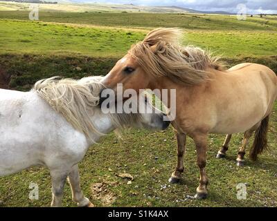 Zwei wilden Dartmoor-Ponys auf dem Moor in der englischen National park Stockfoto