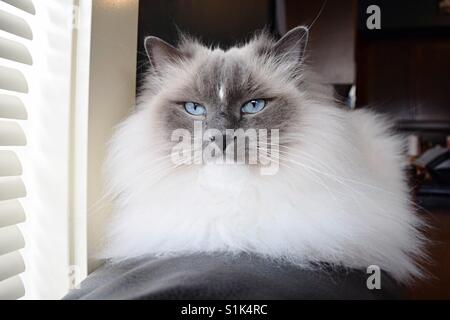 Ragdoll Katze Nähe Porträt Stockfoto