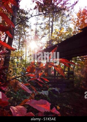 Blätter im Herbst von der Holzschuppen - North Carolina Stockfoto