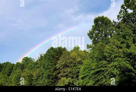 Regenbogen in blauem Himmel über den Wald. Stockfoto