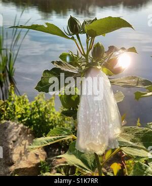 Der Natur Fee Brautkleid mit See im Hintergrund. Hintergrundbeleuchtung durch Sonne. Cloud und blauen Himmel Spiegelung im Wasser. Weiß gefaltet Hibiskusblüte nach einem Regenschauer. Stockfoto