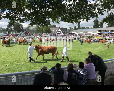 Beurteilung von Rindern auf der 2017 Royal Welsh Show, zeigt Builth Wells, Wales, UK, einer der größten landwirtschaftlichen in Europa. Stockfoto