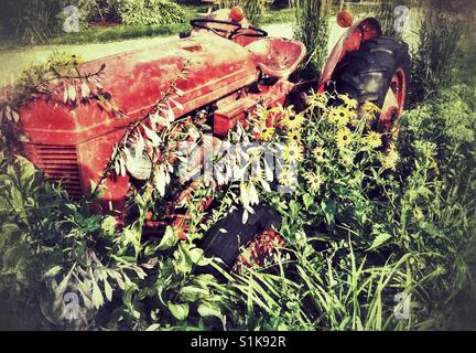 Alte rote Traktor in einem Feld von Blumen. Stockfoto