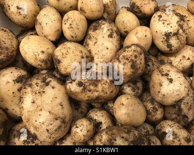 Kartoffeln, frisch aus dem Boden ausgegraben Stockfoto