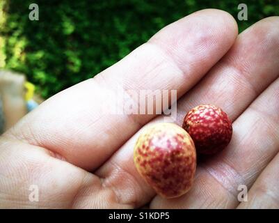 Geheimnis-Obst statt in Hand - North Carolina Stockfoto