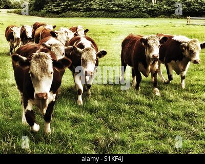 Herde von Rindern Stockfoto