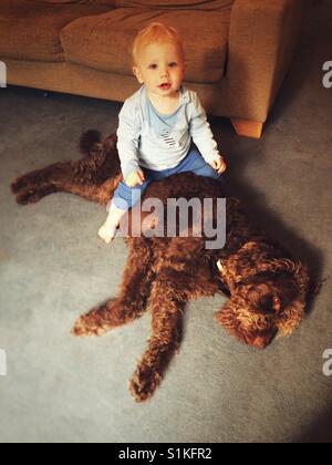 Elf Monate altes Baby Junge sitzt auf einem braunen Labradoodle Hund. Stockfoto
