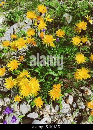 Crepis Biennis an den Hängen des Berges deutschen Nebelhorn Stockfoto