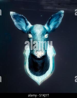 Der Leiter der ein Reh oder Hirsch an einer Wand montiert nachdem er gejagt und durch ein Präparator gefüllt. Stockfoto